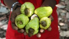 Ghana wants more for its cashews, but it’s a tough nut to crack