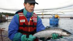 Chile’s salmon farms hope for calmer waters