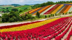 Japan’s high-stakes gamble to turn island of flowers into global chip hub