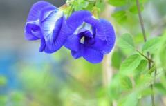 The ‘magical’ blue flower changing farmers’ fortunes in India