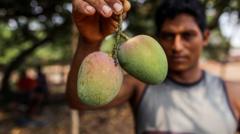 How do you modernise mango farming?