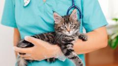 Vet prescription fees to be capped at £21