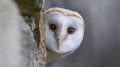 Wildlife to replace historical characters on banknotes