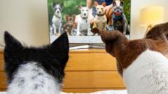 TV for dogs booms but are they watching?