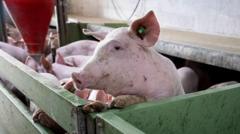 Spain’s huge pork industry seeks salvation from swine fever threat