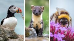 Puffin and bumblebee among 18 creatures shortlisted to feature on banknotes